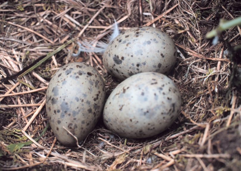 Closeup_of_spotted_gull_eggs_0419